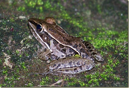 Our Nature: Guard Frogs